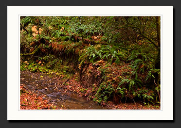 santa cruz mountains creek photograph