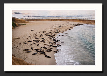 san diego beach seals photograph
